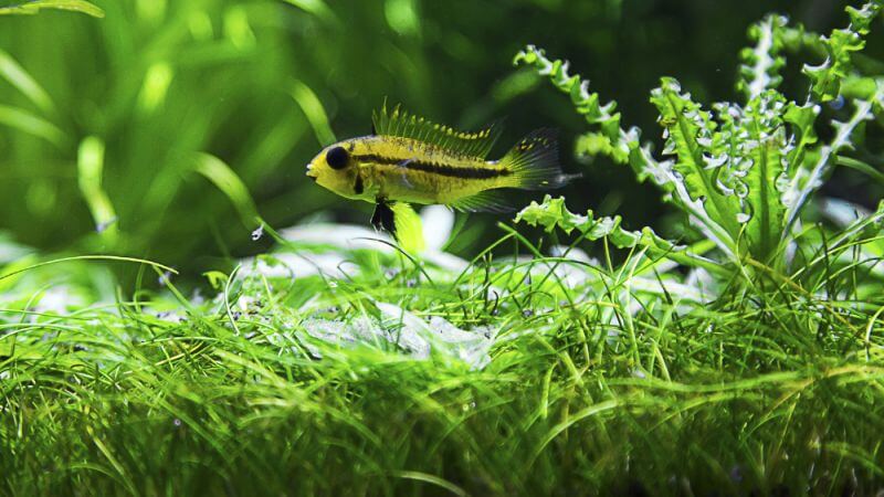 Pielęgniczka Kakadu - Apistogramma cacatuoides