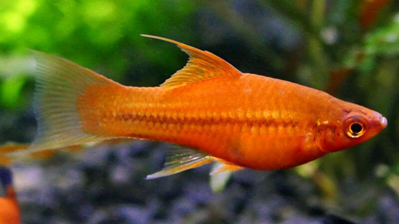 Mieczyk czerwony - Xiphophorus hellerii