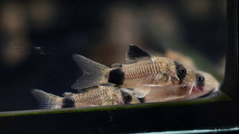 Kirysek panda - Corydoras panda