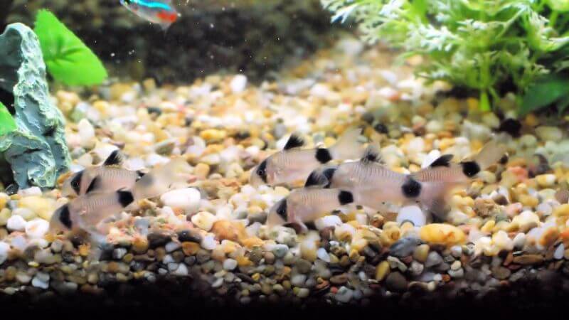 Kirysek panda - Corydoras panda