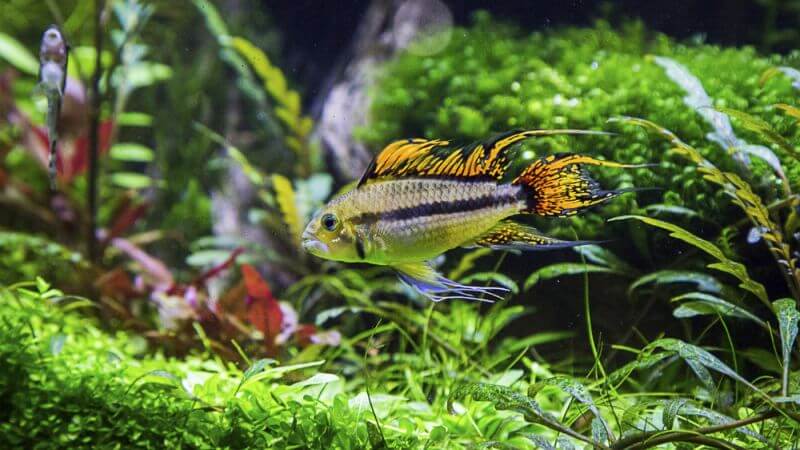 Pielęgniczka Kakadu - Apistogramma cacatuoides