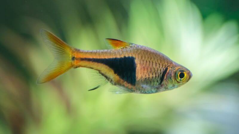 Razbora klinowa - Rasbora heteromorpha