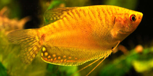Gurami złote - Trichogaster trichopterus Gold
