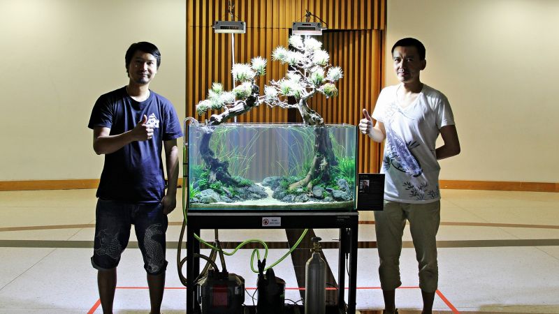 Bonsai aquarium? Tego jeszcze nie było...