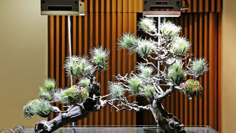 Bonsai aquarium? Tego jeszcze nie było...