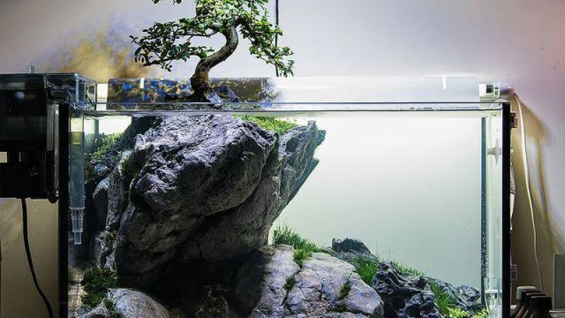 Drzewko bonsai w akwarium