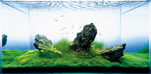 Nature Aquarium - z czym to się je?