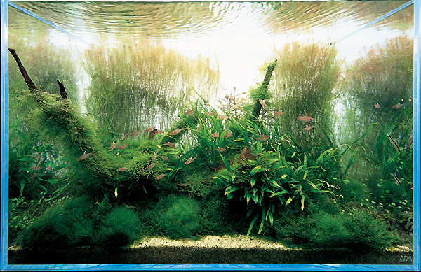 Nature Aquarium - z czym to się je?