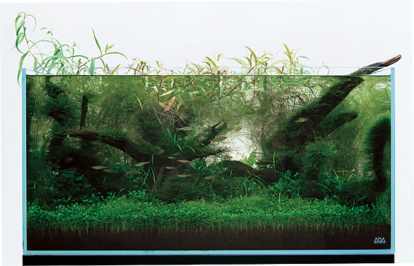 Nature Aquarium - z czym to się je?