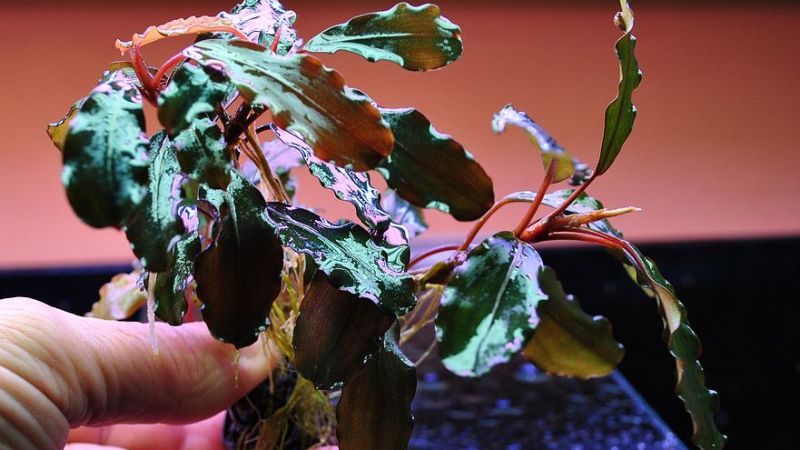 Bucephalandra - galeria Zbigniewa Prackiego