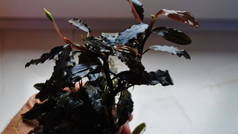 Bucephalandra - galeria Zbigniewa Prackiego