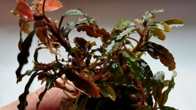 Bucephalandra - galeria Zbigniewa Prackiego