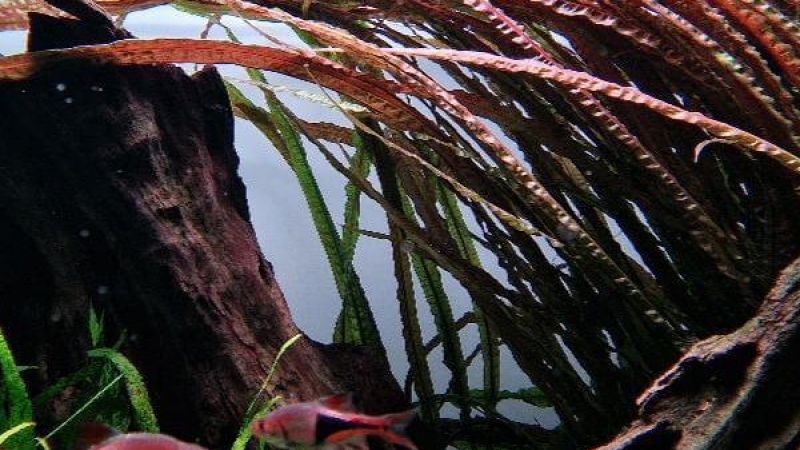 Cryptocoryne balansae Pink