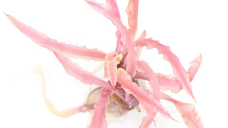 Cryptocoryne balansae Pink - aranżacja w akwarium