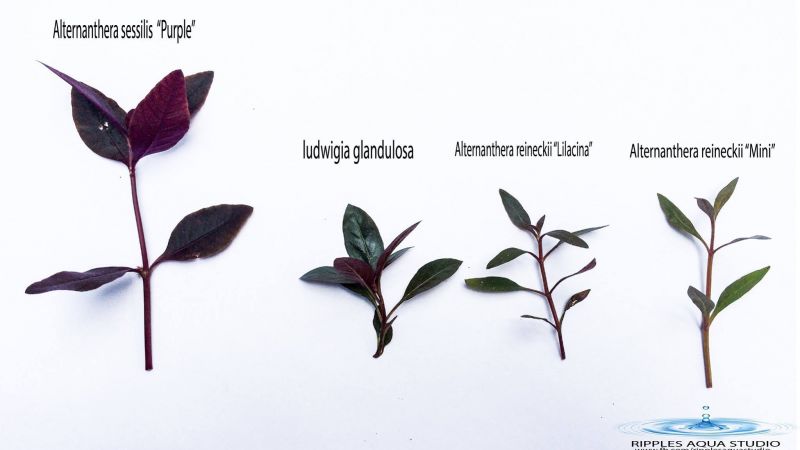 Emersyjne formy łodygowców - galeria