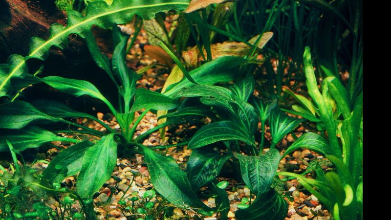 Żabienica urugwajska – problemy taksonomiczne