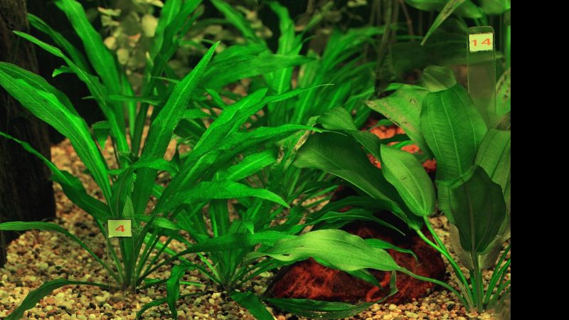 Żabienica Grisebacha (E. grisebachii) i jej popularne formy