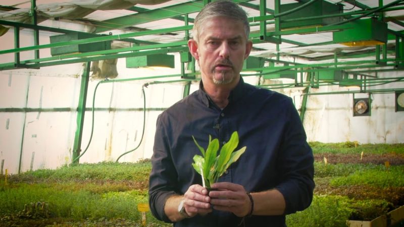 Plantacja roślin Karel Rataj (film)