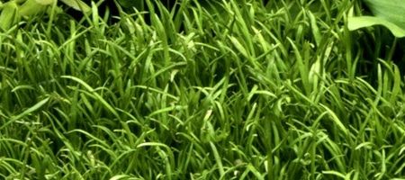 Rodzaj Lilaeopsis