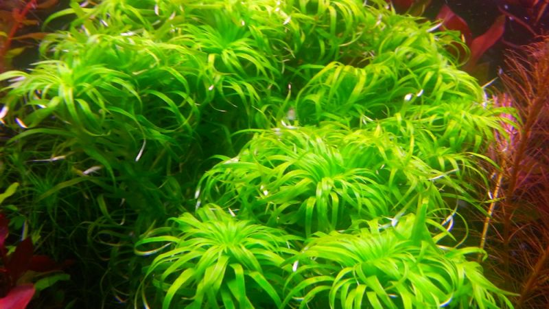 Tonina sp. Belem
