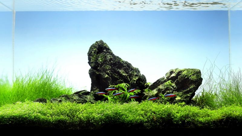 60l - Mark Evans (Tropica)