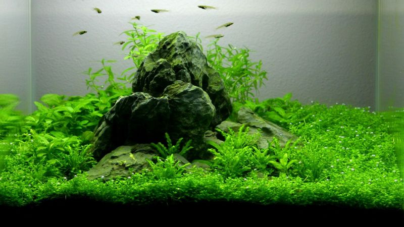 012l - Tropica Aquarium Plants