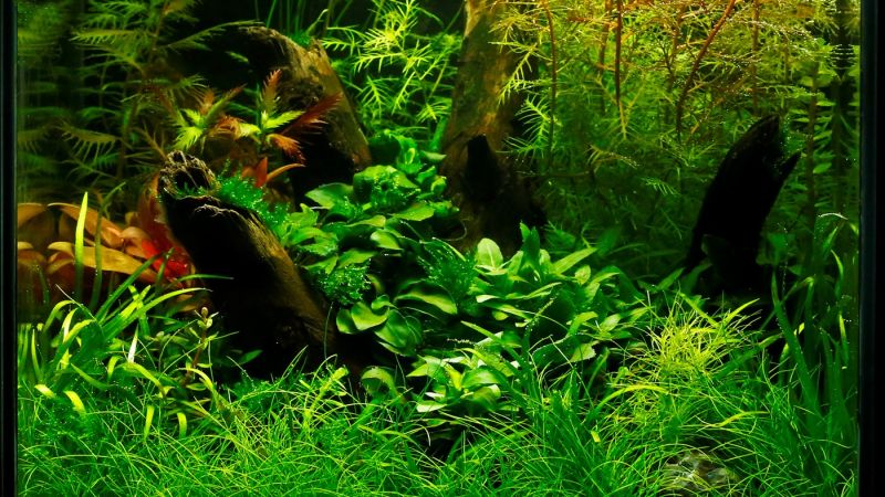 025l - George Farmer (Tropica)