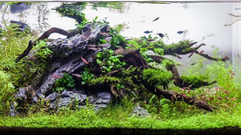 182l - Stuart Worrall (Tropica)