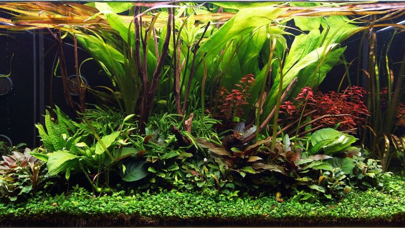 250l - George Farmer i Jurijs Jutjajevs (Tropica)