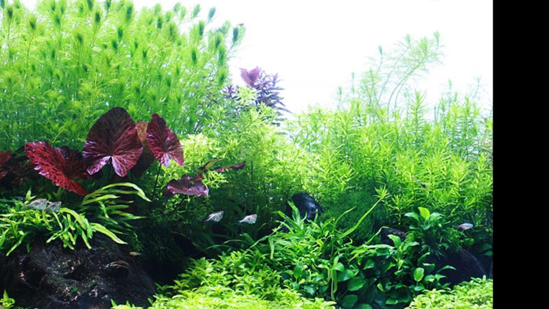 250l - Rasmus Ostergaard (Tropica)