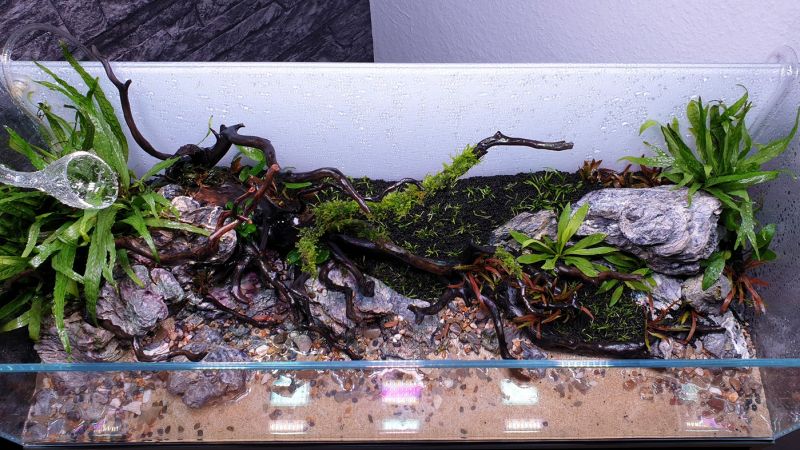 070l - David Braun (Tropica)