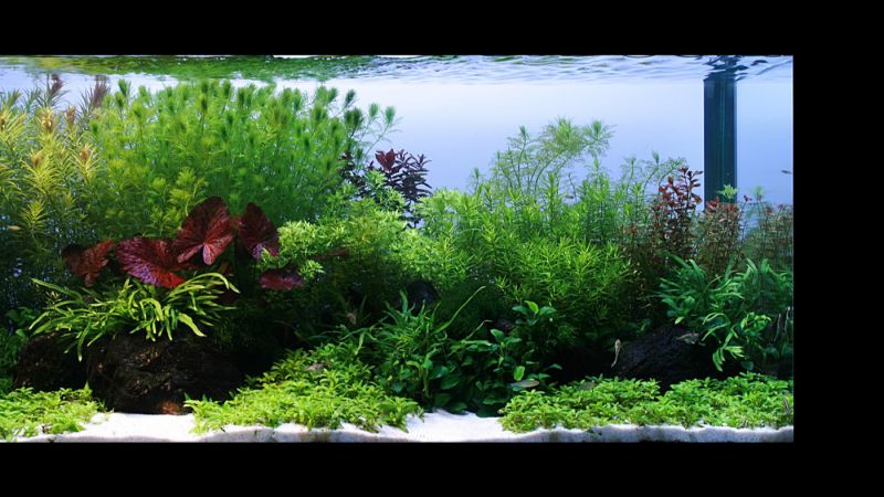 250l - Rasmus Ostergaard (Tropica)