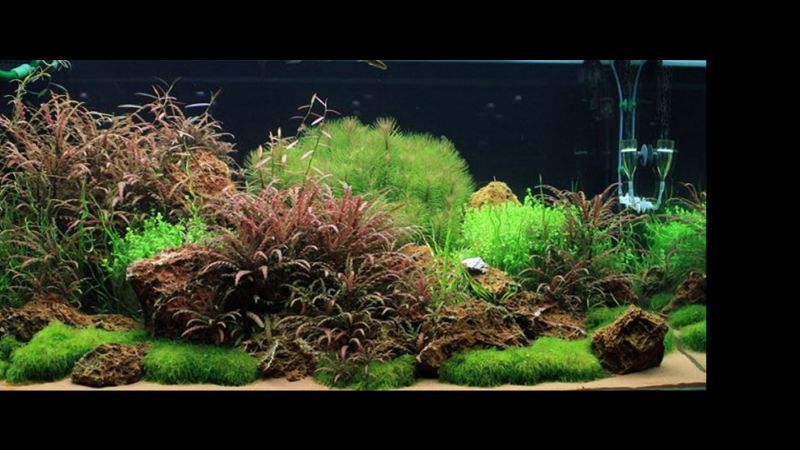 360l - Oliver Knott (Tropica)