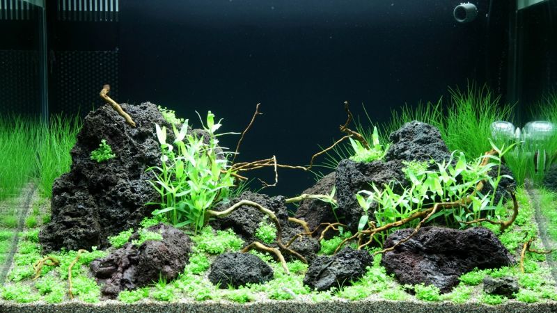 100l - Adrie Baumann (Tropica)