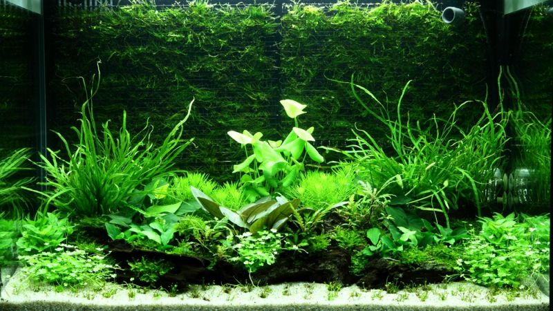 100l - Adrie Baumann (Tropica)