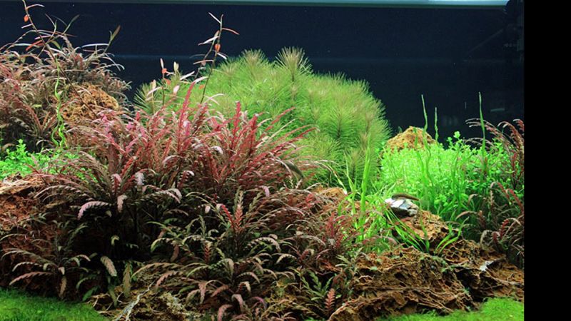 360l - Oliver Knott (Tropica)