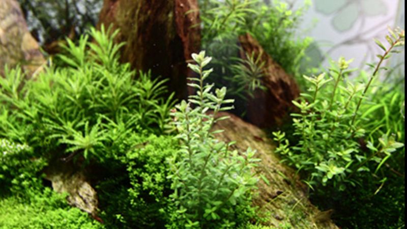 200l - Mark Evans (Tropica)
