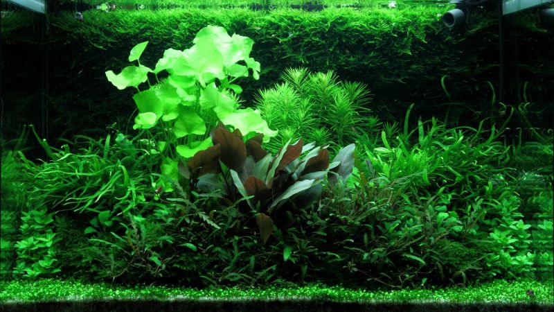 100l - Adrie Baumann (Tropica)