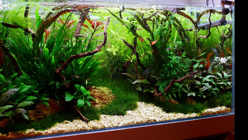 360l - Mark Evans (Tropica)