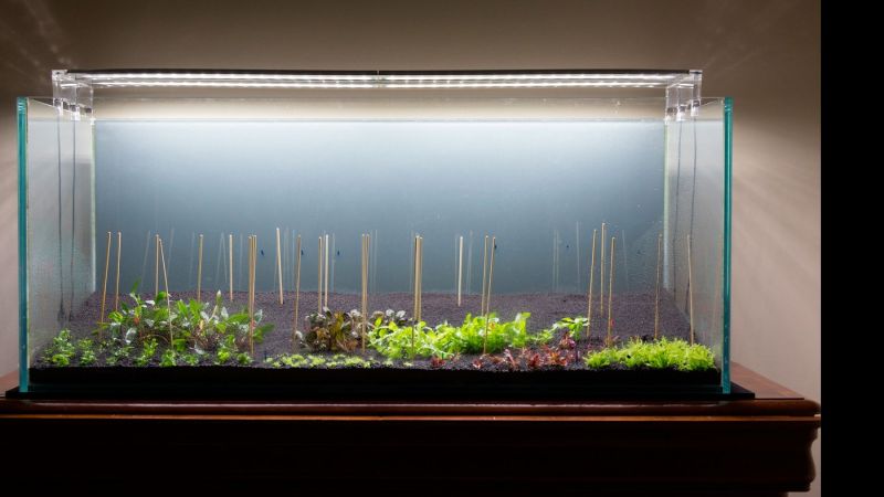 300l - Pedro Rosa (Tropica)