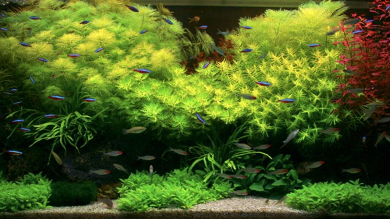 250l - Rasmus Ostergaard (Tropica)