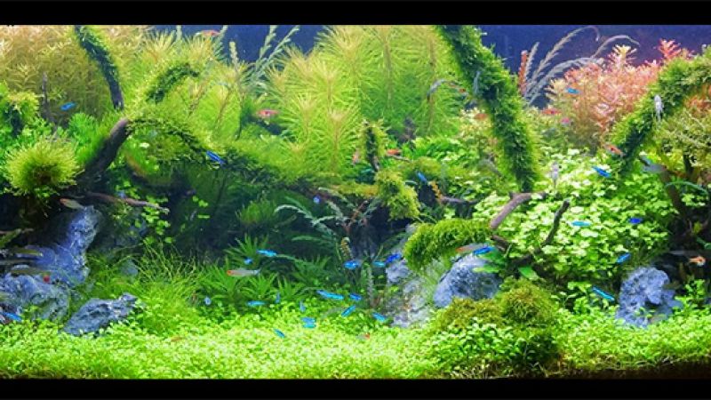 450l - jaceks36