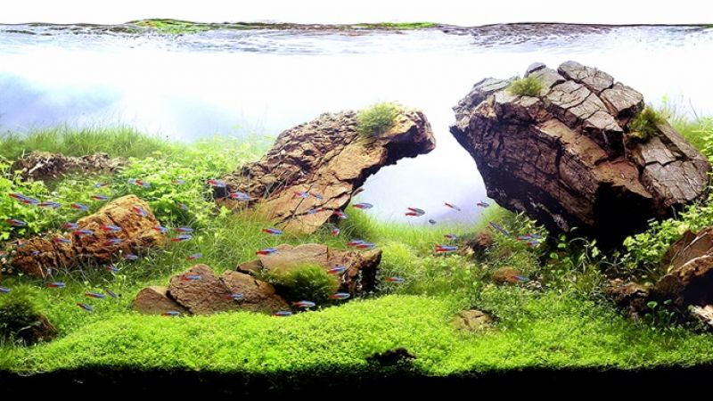 360l - iwagumi layout - Piotr Balcer 