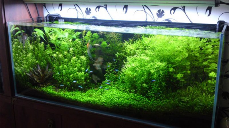 250l - Bartosz Papajanakis