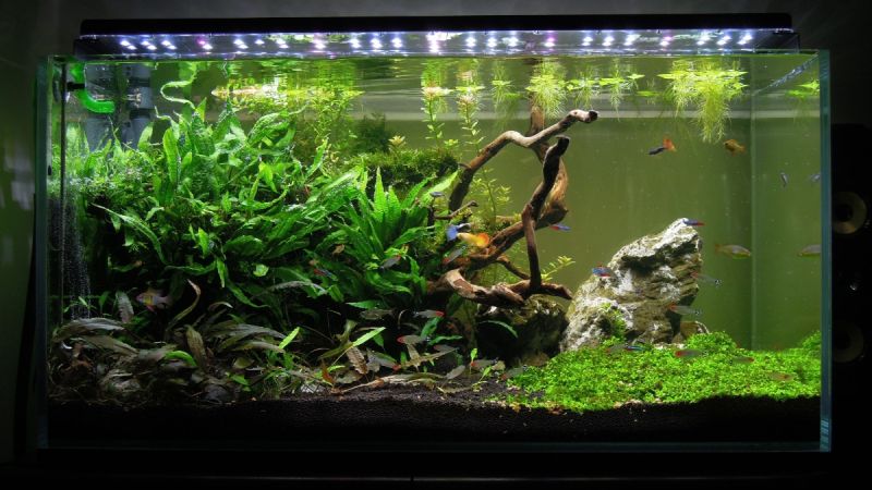 182l - Fishtank_3 - S.S. 