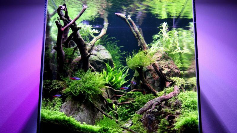 064l - Living Root Bridge - fifiok 