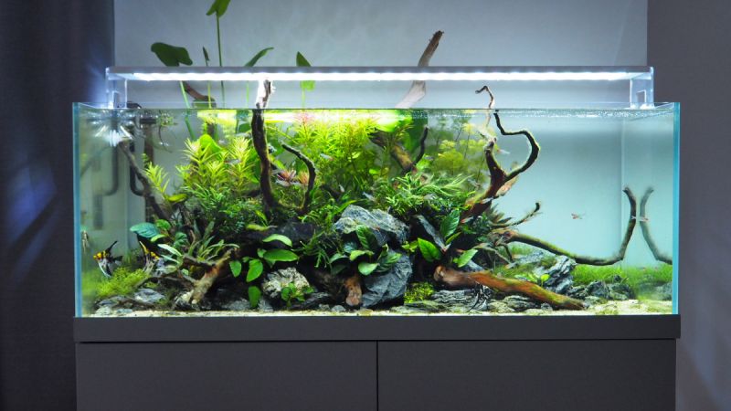 270l - Cheilon 
