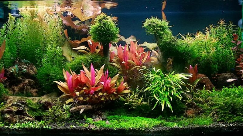 160l - Lipa2015