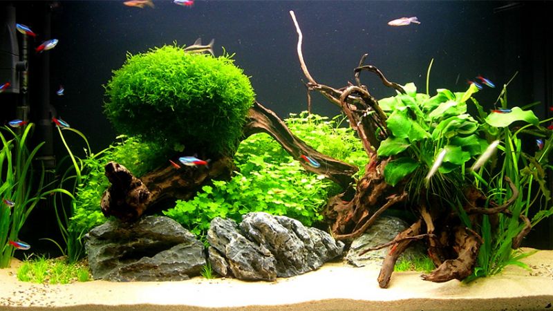 126l - Green Oasis - norberts