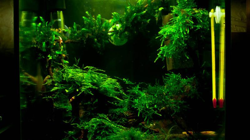 030l - krewetkarium - Paweł Mielczarkowski